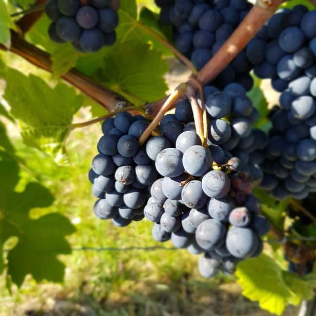 Rüdesheim - Wine tasting - A journey of pleasure through 5 wines - Good To Know  