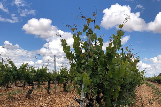 Rueda White Wine Tour with Michelin-Star Lunch from Madrid - A Closer Look at the Itinerary