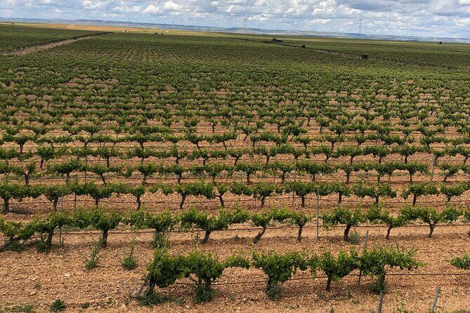 Rueda White Wine Tour with Michelin-Star Lunch from Madrid - FAQ