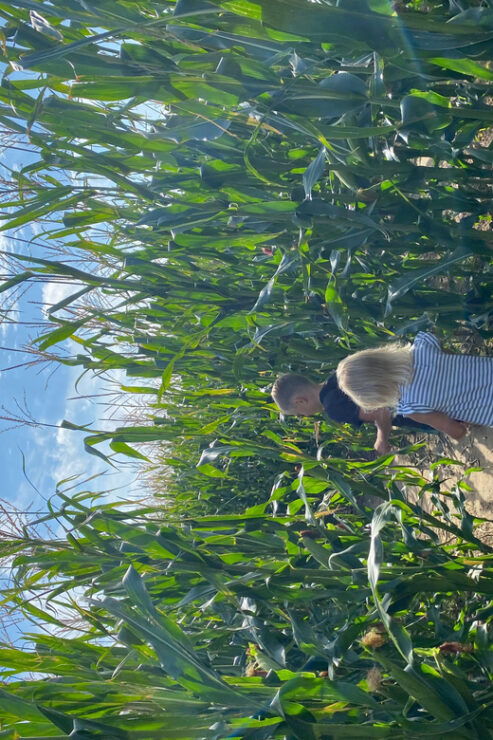 Rügen: Largest Corn Maze on the Island - Experience Highlights