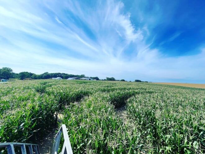 Rügen: Largest Corn Maze on the Island - Directions to Maze