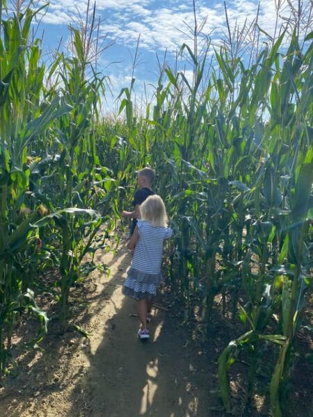 Rügen: Largest Corn Maze on the Island - The Sum Up