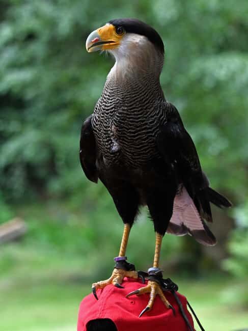 Ruhla: Ticket for a flight show with eagles, owls, and more. - What is the Flight Show at Falknerei am Rernnsteig?