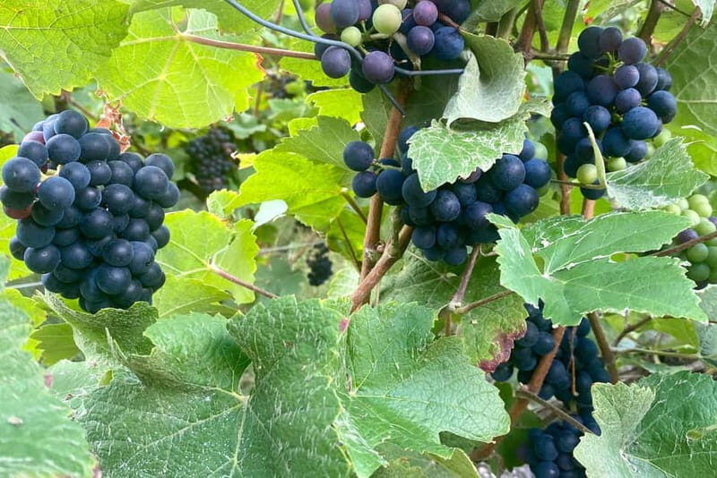 Ruinart Champagne Cellars Tastings Private trip from Paris - An Expert-Led Journey into Champagne’s Heritage