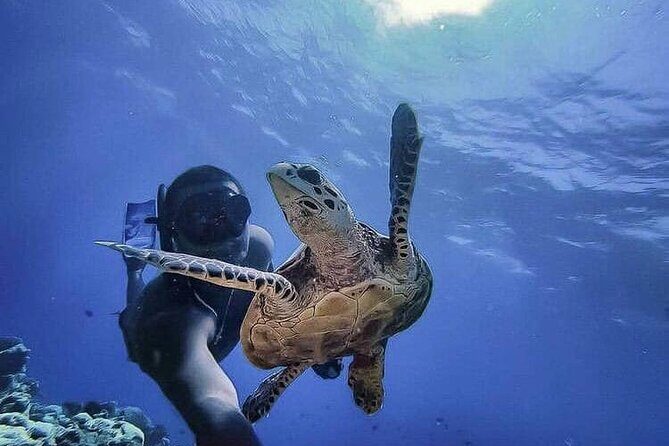 Ruins Sea Turtles and Cenote Adventure in Tulum - Introduction