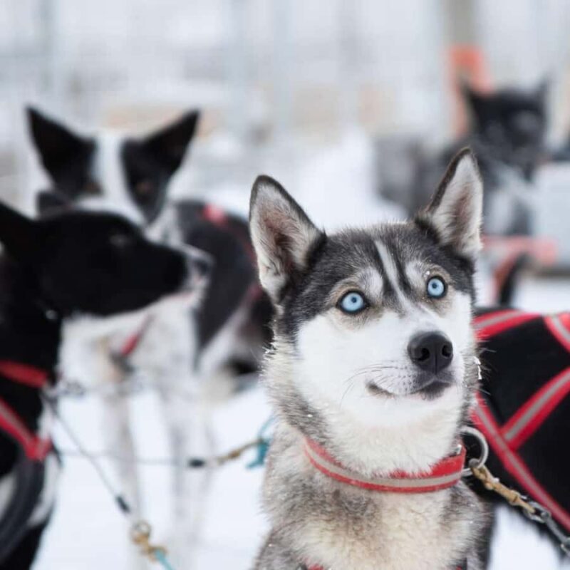 Ruka: Husky Ride and Farm Visit + Fireside Treats - Analyzing the Value and Experience