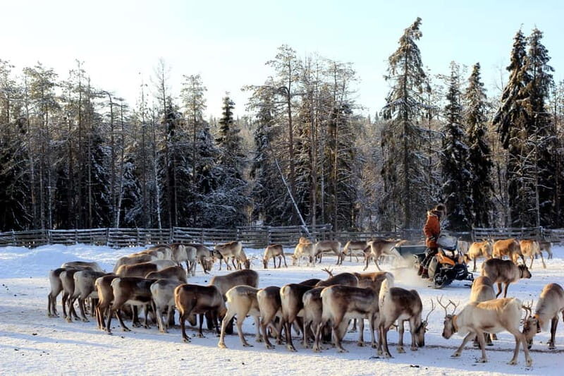 RUKA: Reindeer Feeding, Sleigh Ride & Fireside Delicacies - Good To Know