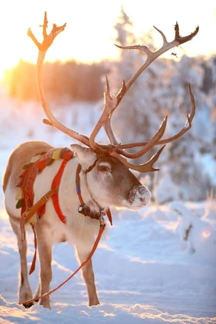 RUKA: Reindeer Feeding, Sleigh Ride & Fireside Delicacies - How Does This Tour Compare in Value?