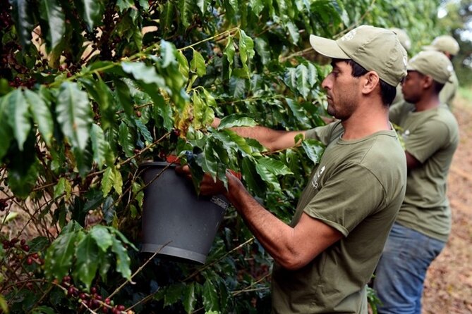 Rural Coffee Farm Tour With Breakfast & Lunch - Roasting & Tasting Experience - Farmhouse Experience