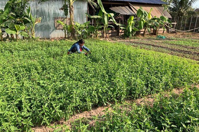 Rural Countryside Experience Tour in Siem Reap - Transportation and Logistics  