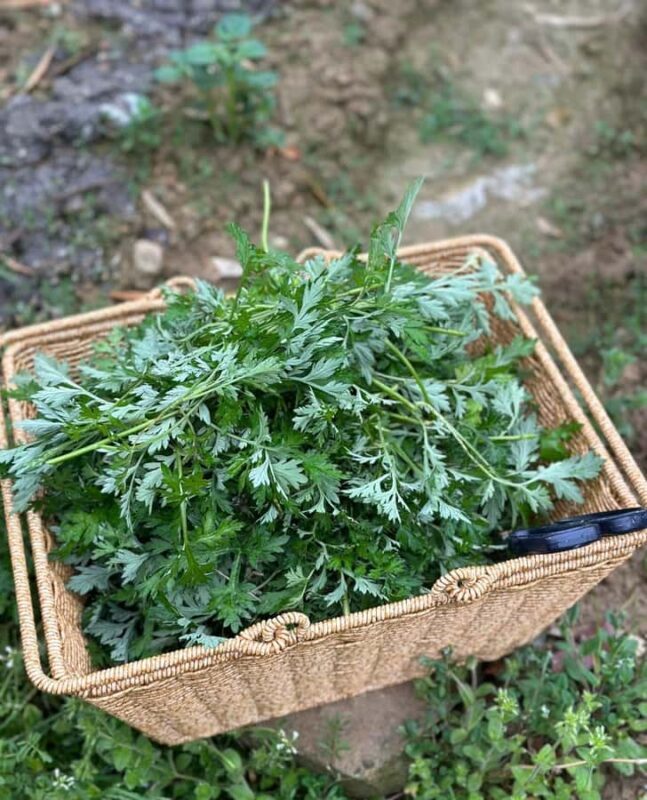 Rural Guilin Tour: Mugwort Rice Ball from Farm to Table - Good To Know