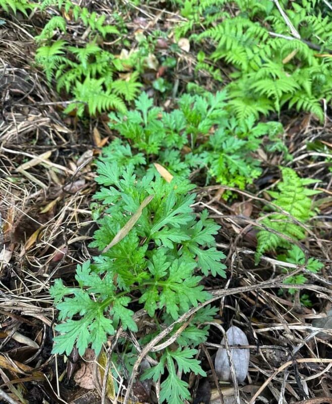 Rural Guilin Tour: Mugwort Rice Ball from Farm to Table - A Complete Look at the Rural Guilin Mugwort Rice Ball Tour