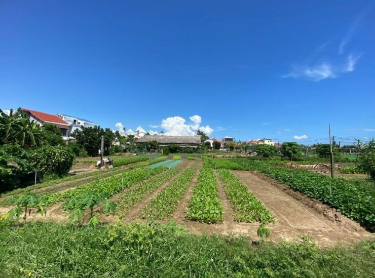 Rural Hoi An Cycling Tour: Explore the Authentic Charm - Scenic Cycling Through Rice Fields