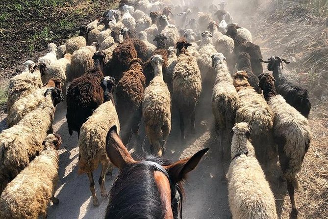 Rural Horse Riding Adventure - Booking Details