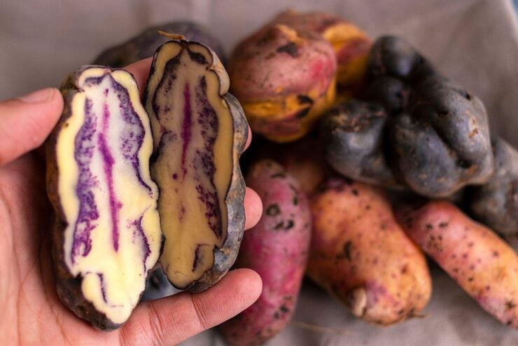 Rural Tourism in the Potato Park - Sacred Valley - Activities Offered