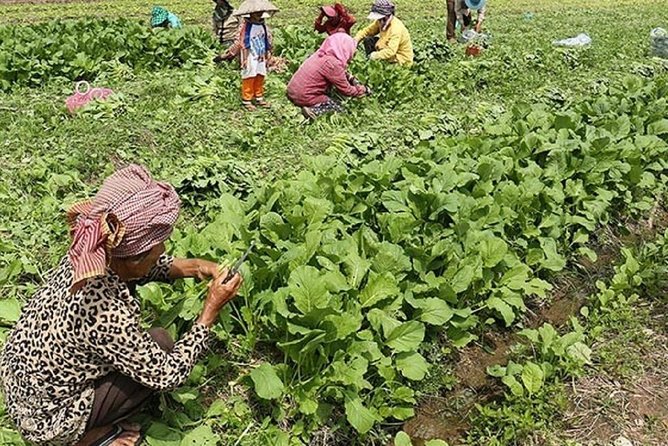 Rural Village With Ox Cart Journey & Monk Blessing - Pricing and Booking Information