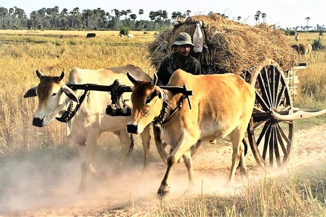 Rural Village With Ox Cart Journey & Monk Blessing - Operator Information