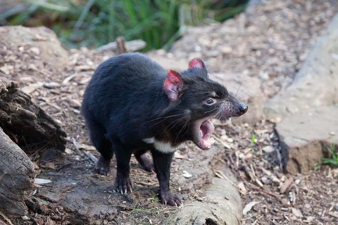 Russell Falls, Mt. Wellington & Tassie Devils Active Day Tour From Hobart - Additional Information