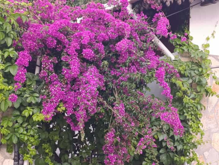 Rustic Cooking Day at Bodrum Country Home - Key Points