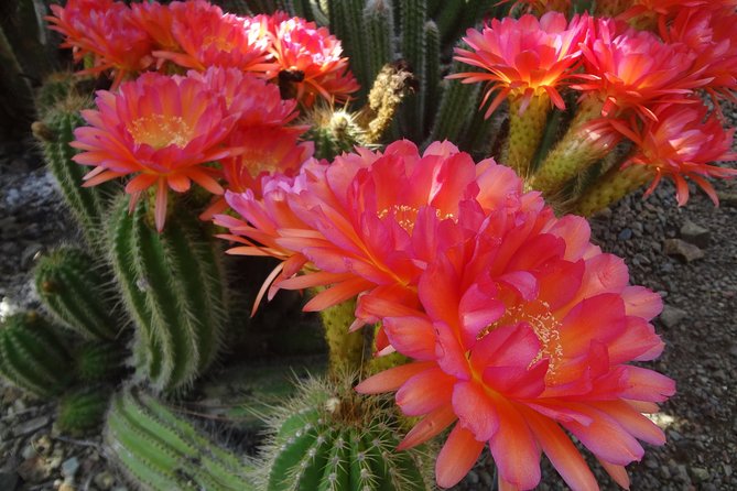 Ruth Bancroft Garden General Admission Ticket - Common Questions