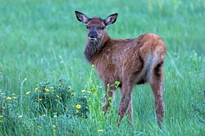 Rutting Around Elk Viewing Tour - Good To Know