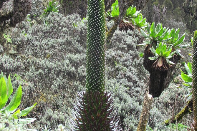 Rwenzori Mountains Trekking With Margherita Peak Summit - Accommodation Options and Amenities