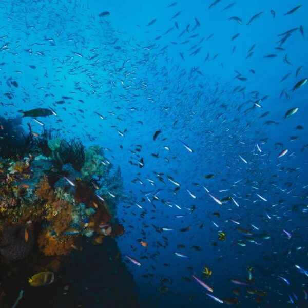 S. Miguel: Snorkeling Adventure in 4x4 Tour - Experience and Inclusions