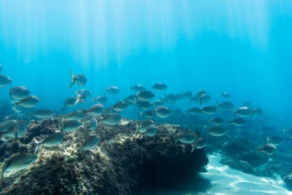 S. Miguel: Snorkeling Adventure in 4x4 Tour - Frequently Asked Questions
