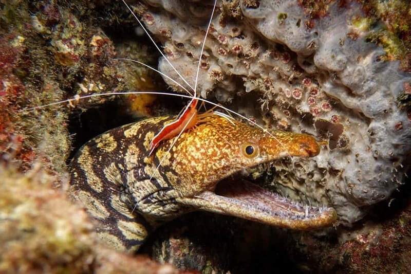 S Tenerife: Guided Boat Dive for Qualified Divers - Final Thoughts