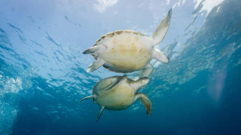 S Tenerife: Guided Boat Dive for Qualified Divers - FAQ