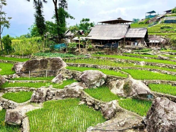 SA PA 1 Day With MEDIUM Trekking to Village With LOCAL GUIDE - Local Culture and Interactions