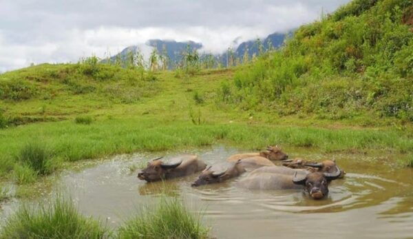 SA PA 1 Day With MEDIUM Trekking to Village With LOCAL GUIDE - Best Time to Visit
