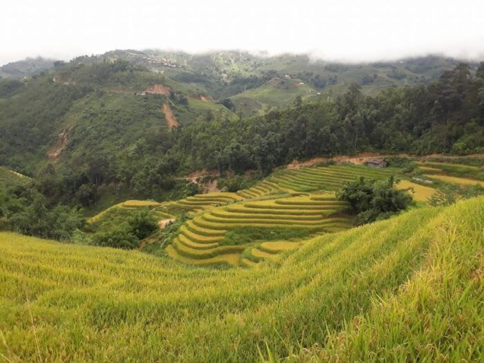 Sa Pa: Muong Hoa Valley Trek and Local Ethnic Villages - The Muong Hoa Valley Experience