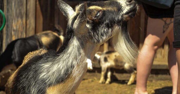 Saanichton: Family-Friendly Farm Experience - Good To Know