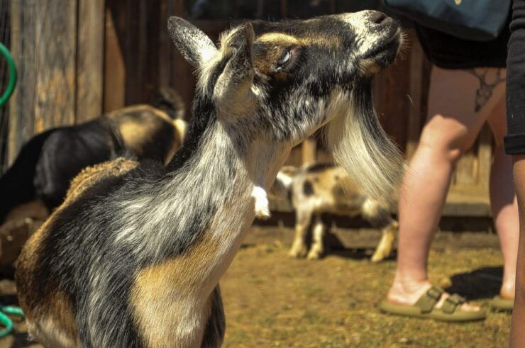 Saanichton: Family-Friendly Farm Experience - Variety of Farm Animals