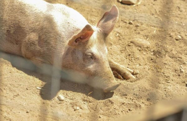 Saanichton: Family-Friendly Farm Experience - Amenities and Facilities