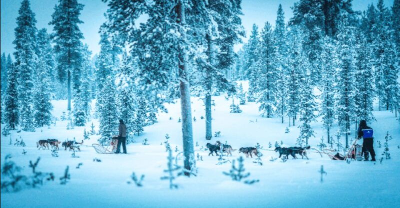 Saariselkä: Husky Safari with Aurora Borealis Hunt - Good To Know