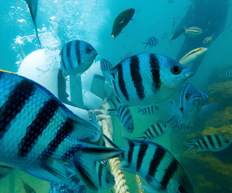 Sabah: Dreamer Island Snorkeling Day Tour Ticket - Good To Know