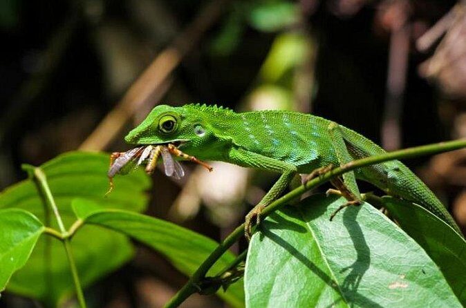 Sabah Highlights Adventure 7D/6N - Orang Utan Island: Closer Encounters