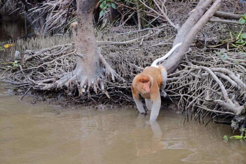 Sabah: Kawa Kawa Fireflies Sunset Cruise - Detailed Itinerary Breakdown