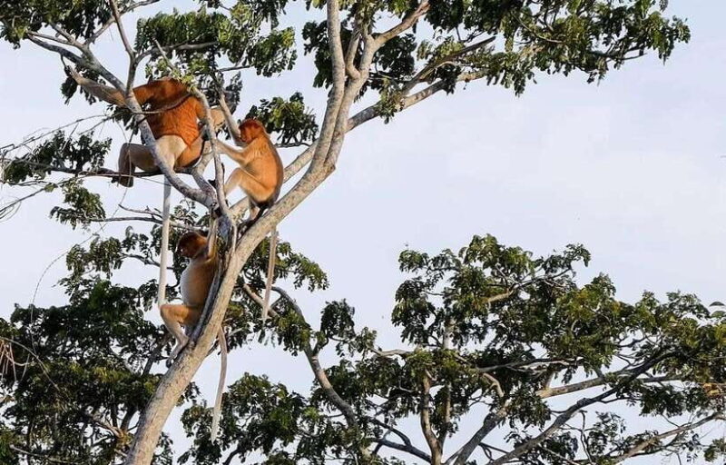 Sabah: Kawa Kawa Fireflies Sunset Cruise - Authentic Insights from Past Guests
