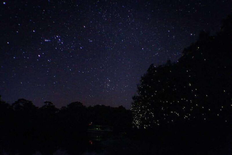 Sabah: Kawa Kawa Fireflies Sunset Cruise - Who Should Consider This Tour