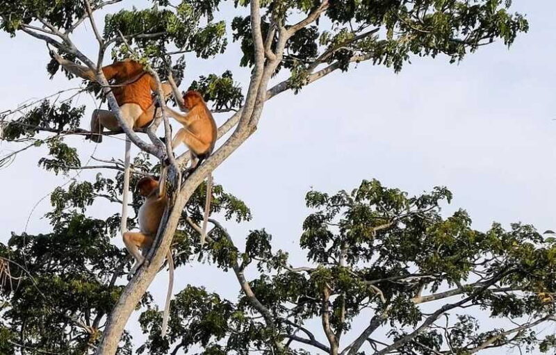 Sabah: Kawa Kawa Fireflies Sunset Cruise - FAQ