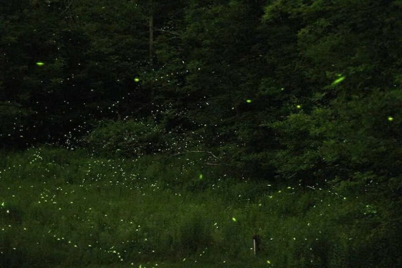 Sabah: Kawa Kawa Private River Cruise w/ Monkeys & Fireflies - The Value of the Experience