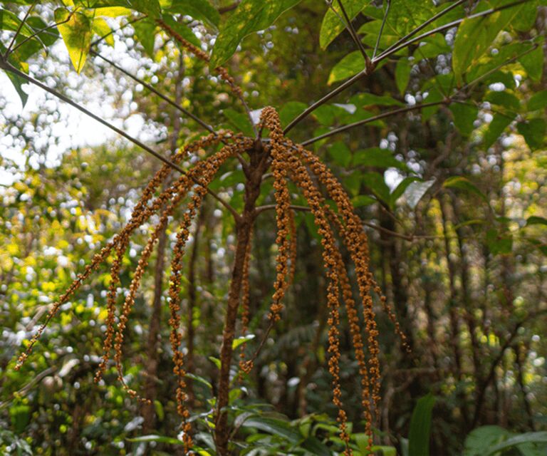 Sabah: Kinabalu Park, Hot Springs, and Cow Farm Day Tour - Poring Hot Springs: The Ultimate Relaxation Spot