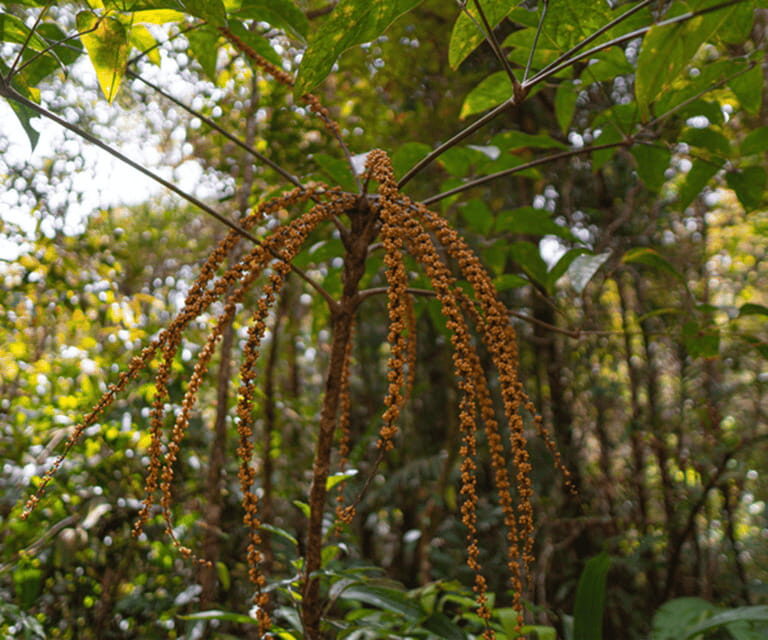 Sabah: Kinabalu Park, Hot Springs, and Cow Farm Day Tour - Practical Details: What to Know