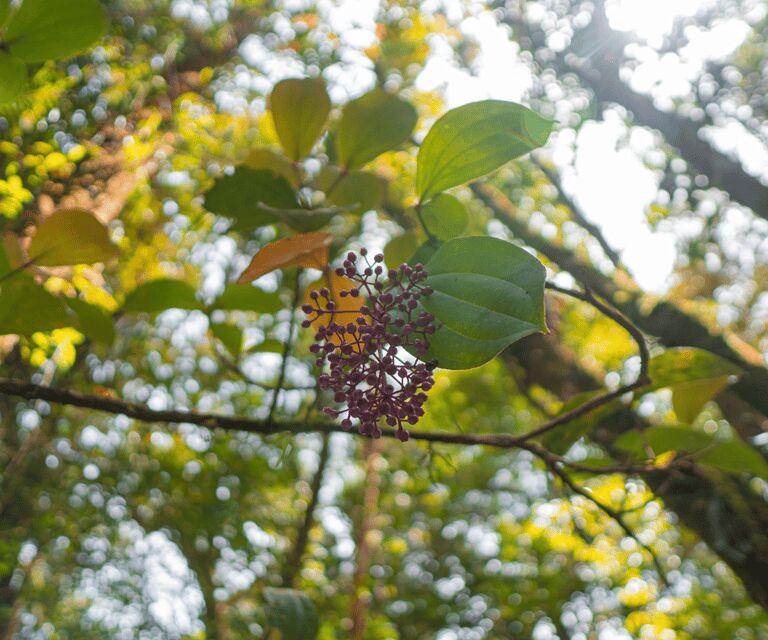 Sabah: Kinabalu Park, Hot Springs, and Cow Farm Day Tour - The Sum Up: Who Will Love This Tour?