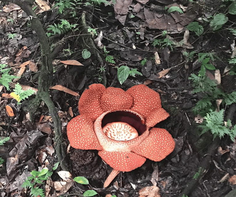 Sabah: Kinabalu Park, Hot Springs, and Cow Farm Day Tour - FAQ