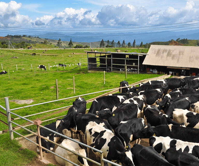 Sabah: Kinabalu Park, Hot Springs, and Cow Farm Day Tour - Good To Know