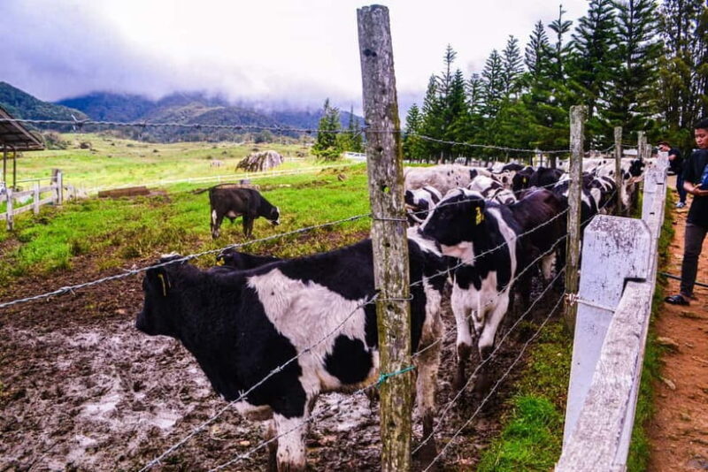 Sabah: Kinabalu Park, Poring Hot Springs & Desa Farm Tour - What’s Included and What’s Not